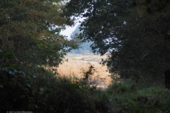 bomen#(20211010)b bomen