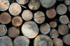 hout#(20181013) bomen