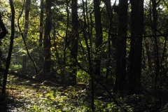 eik#(20241015) bomen