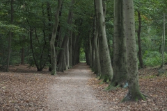 beuk#(20201016)a bomen