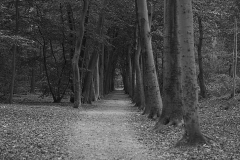 beuk#(20201016)azw bomen