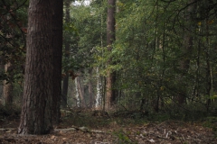 bomen#(20201018) bomen