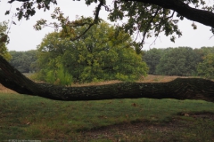 eik#(20231019) bomen