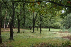 bomen#(20231019) bomen