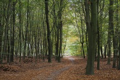 bomen#(20181025) bomen