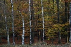 bomen#(20241102) bomen