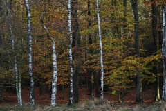 berk#(20241102) bomen