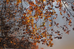 blad#(20211105)a flora