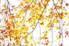 blad#(20211105)b flora