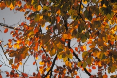 blad#(20211105)c flora