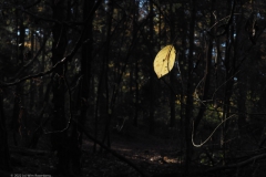 blad#(20221113)m flora