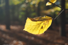 blad#(20221113)a bomen