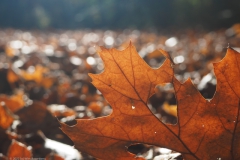 blad#(20221113) bomen