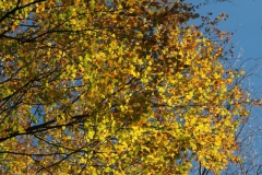 blad#(20221113)e flora