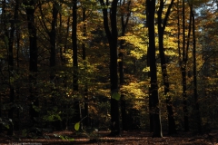 beuk#(20221113)c bomen