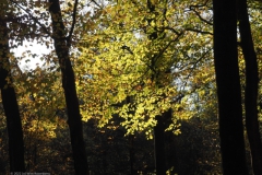 beuk#(20221113)d bomen