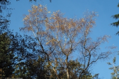 berk#(20221113) bomen