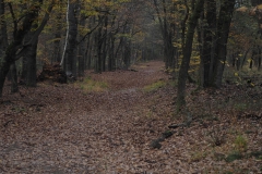 bomen#(20201114) bomen