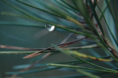 druppels#(20231117)b bomen