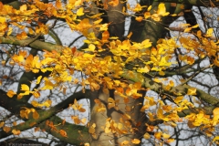 blad#(20231125) bomen