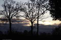 bomen#(20231128) bomen