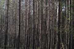 bomen#(20201129)c bomen