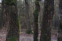 bomen#(20201129)a bomen