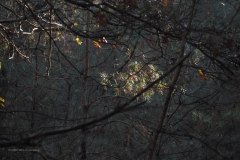 bomen#(20201129)b bomen