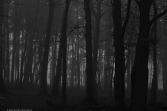 eik#(20231130)a bomen