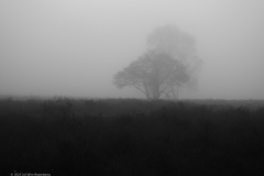 bomen#(20231130)b bomen