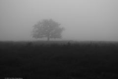 bomen#(20231130)c bomen