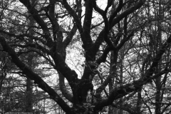 eik#(20231202)a bomen