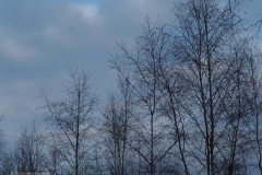 berk#(20231202)c bomen