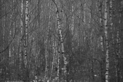 berk#(20231202)b bomen