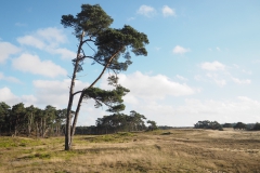 grove den#(20201205)b bomen