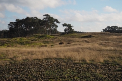 grove den#(20201205)c bomen