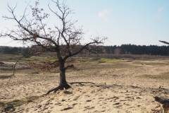 eik#(20201205)a bomen