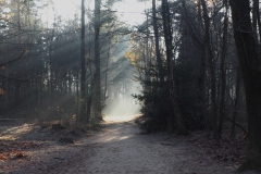 bomen#(20221212)a bomen