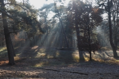 bomen#(20221212)c bomen