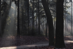 bomen#(20221212)b bomen