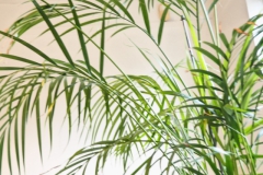 palm#(20241219) bomen