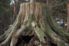 bomen#(20201219) bomen