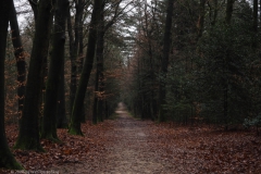 beuk#(20241221)b bomen