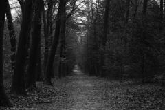 beuk#(20241221)zw bomen