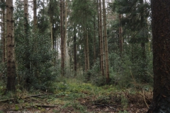 coniferen#(20231225)b bomen