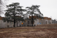 ceder#(20231225)a bomen