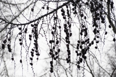 larixn#(20241228) bomen