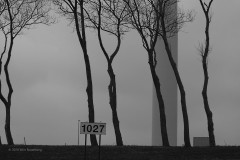 bomen#(20190302) bomen