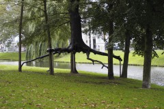 bomen#(20191011) bomen