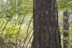 grove den#(20191023)b bomen
